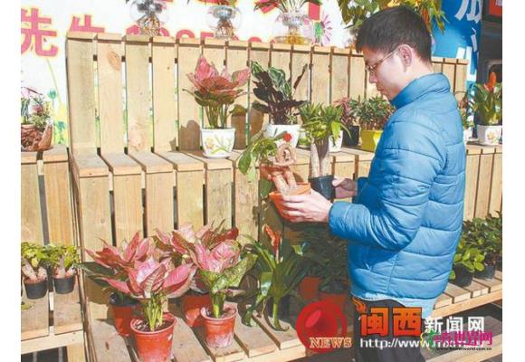 圣诞、元旦临近龙岩花卉市场迎来销售旺季 圣诞、元旦临近龙岩花卉市场迎来销售旺季