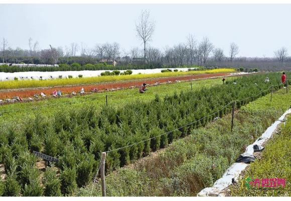 周至：13万亩苗木花卉助1.9万农户脱贫致富