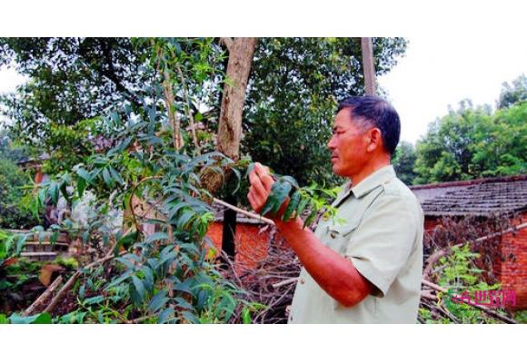 安徽：庐江县60岁五谷树结出5种不同形状的果实