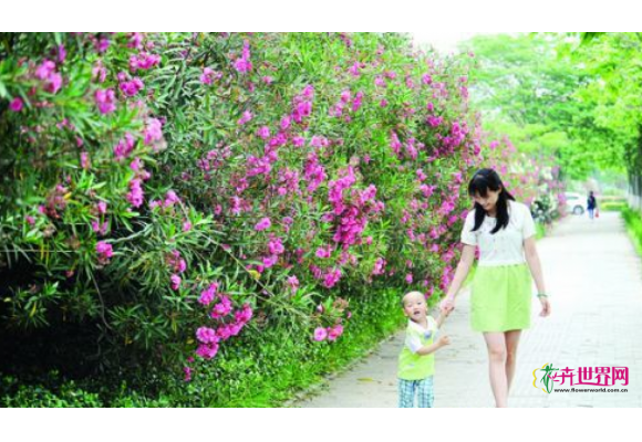 夹竹桃花开正艳但有毒 宿迁市民路过莫采摘