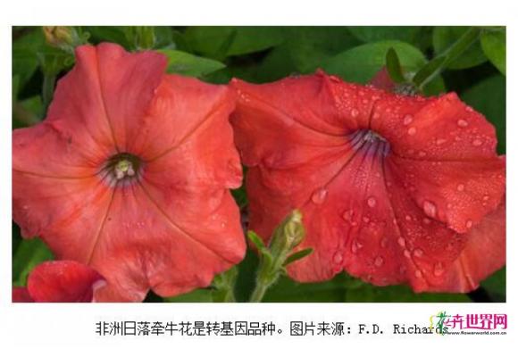 美国花商大量销毁非法转基因矮牵牛花 美国花商大量销毁非法转基因矮牵牛花