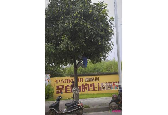 路树果尤青就遭人摇摇摇 园林部门:已喷农药勿食 路树果尤青就遭人摇摇摇 园林部门:已喷农药勿食