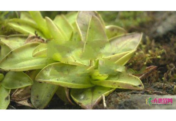 植物灭蚊器现身金佛山 网友：能当“肉肉”领回家？
