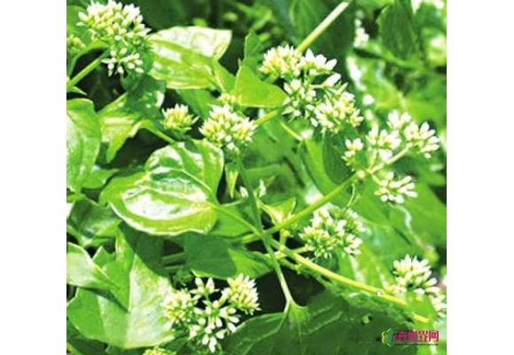 “植物殺手”薇甘菊入侵福州福道 今日將清理 “植物殺手”薇甘菊入侵福州福道 今日將清理