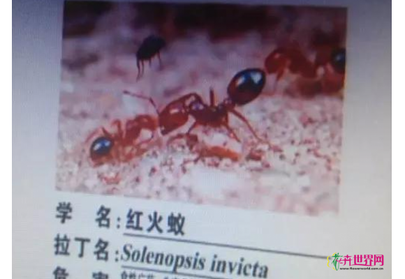 江苏口岸首次截获“森林杀手”侵染齿小蠹 江苏口岸首次截获“森林杀手”侵染齿小蠹
