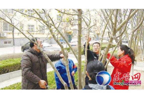 东营:嫁接海棠成功 现“一树开三花结三果”景观 东营:嫁接海棠成功 现“一树开三花结三果”景观