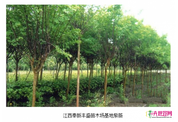 江西宜春：罗汉松热销 造林苗价格上涨