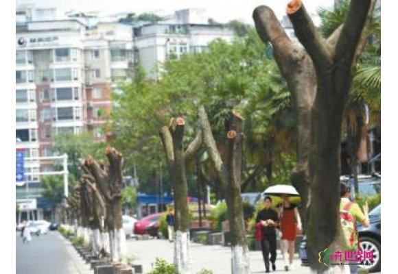 四川成都：小叶榕女贞逐步退出街头