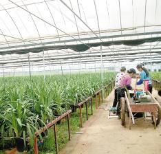 嵩明大花蕙兰 明年可产50万株 占全国产量的三分之一