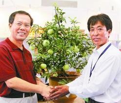 北京：“平谷大集进京城”一17岁盆栽苹果卖出3.98万