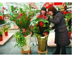 北京：年宵花卉流行组合盆栽 新颖惹人爱（图）