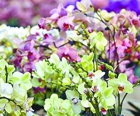 浙江：传化高档鲜花走出国门