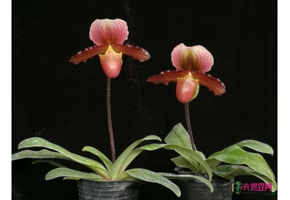 昆明植物所又添兜兰新品种 昆明植物所又添兜兰新品种