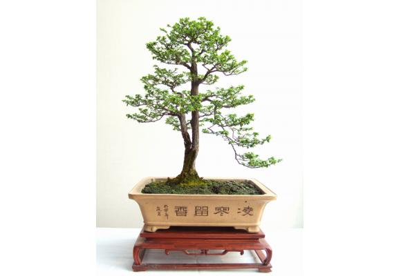 玉树迎宾