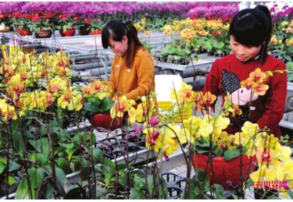 江苏：太仓32万株蝴蝶兰含苞待放投春市