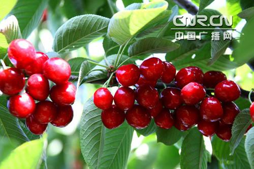 “2008中国大连樱桃节”将于6月9日在金州举办