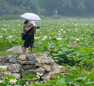 圆明园荷花展今日开幕 喜迎党的生日(图)