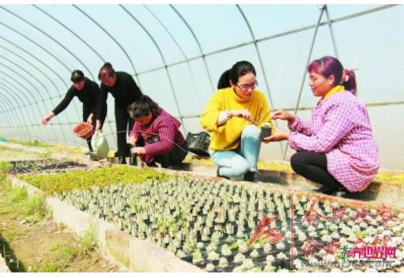 苗木种植助残助困