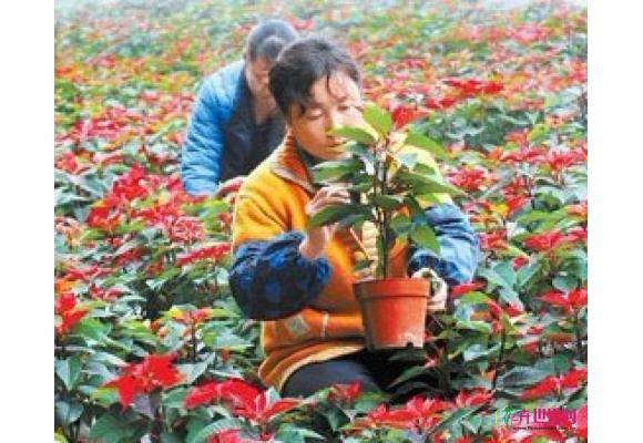 甘肃榆中温室花卉面积超千亩 鲜花争奇斗艳 