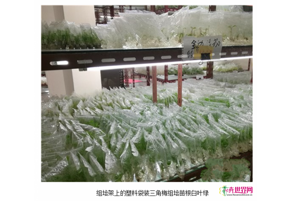 海南热研所创新三角梅组培技术实现节能增效 海南热研所创新三角梅组培技术实现节能增效