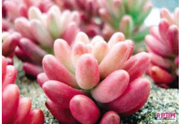 天津：国庆“多肉植物”旺销成送礼流行