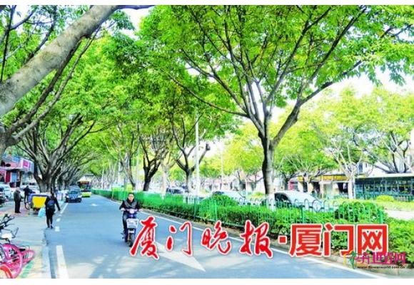 厦门道路绿化常用植物指引下发 道路绿化更明确