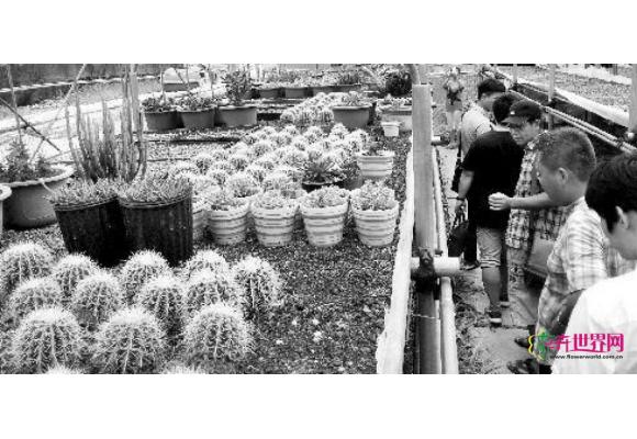 武汉多肉植物“萌”出亿元市场 7成市场遭外地分食