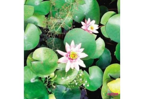 天津：宝坻村民自创人造浮岛技术 种水生花卉年入百万