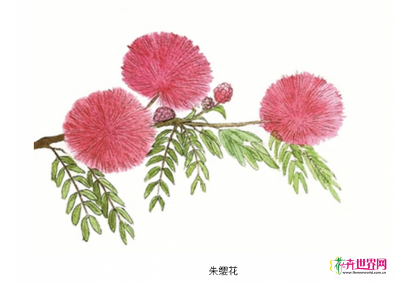 观花树种朱缨花 挂满“红绒球”的花灌木