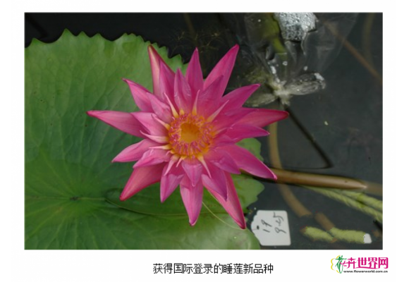 浙江花企10个睡莲新品种获国际登录