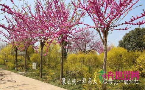 ‘四季春1号’巨紫荆