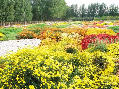 让中国菊花真正实现“中国制造”——访黄丛林 让中国菊花真正实现“中国制造”——访黄丛林