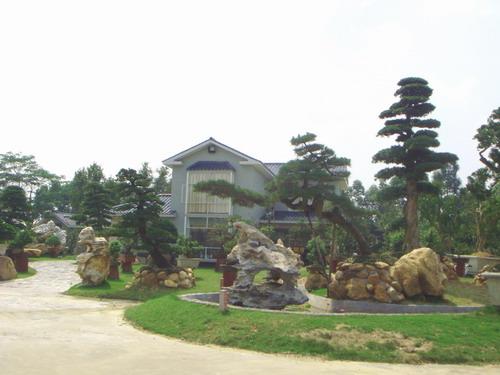 福建川弘盆景 汤景铭