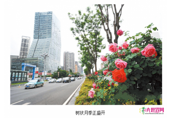 昆明：北京路全线种植树状月季