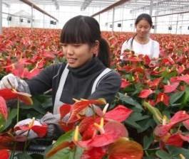 迎接花市年宵旺季 各地紧锣密鼓做筹备