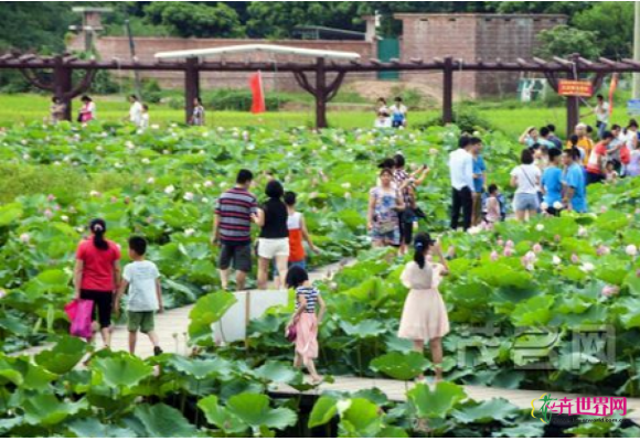 广东：高州彭举办第一届荷花文化节 情景醉人