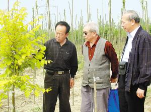 金黄色的栾树将走向市场 金黄色的栾树将走向市场