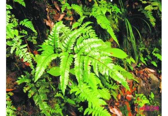 广东:仁化丹霞山发现形态特别的植物——霞客鳞毛蕨 广东:仁化丹霞山发现形态特别的植物——霞客鳞毛蕨