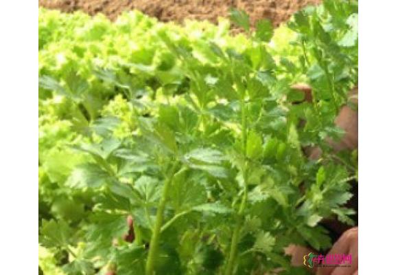 乳山市特色盆栽芹菜每盆卖到120元 