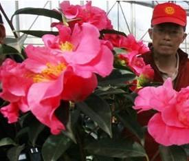 首届云南山茶花节启幕　万株茶花怒放迎游客