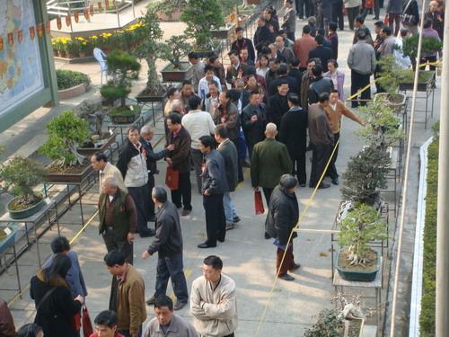 500多盆兰花精品亮相南海区第十一届兰花展