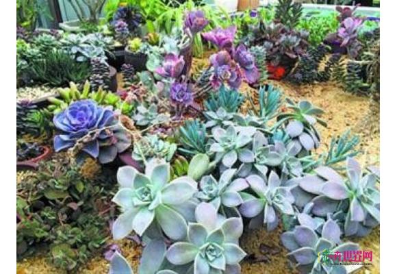 萌味“肉肉” 年轻一代的新宠