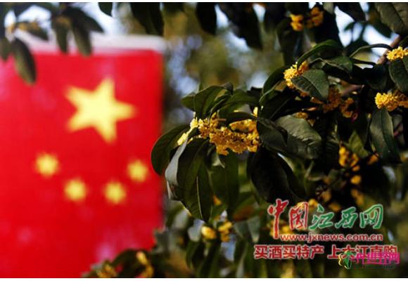 南昌桂花城香郁千万家 百年桂花古树有10余株 南昌桂花城香郁千万家 百年桂花古树有10余株