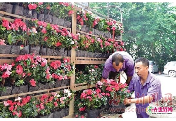 四川:喜迎嘉宾 万盆杜鹃花“簇拥”展会 四川:喜迎嘉宾 万盆杜鹃花“簇拥”展会