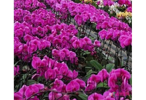 南疆最大花卉基地扎根伽师 填补新疆高档花卉市场的空白