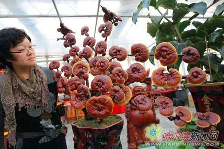 哈尔滨：“仙草”灵芝景 观赏价值高（图）