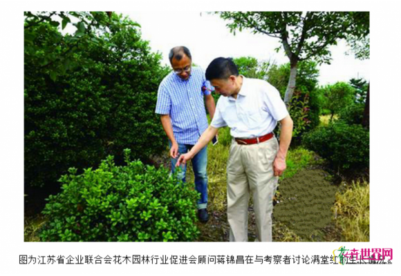 耐寒能力强的英国无刺冬青引关注