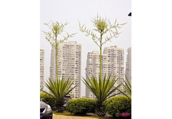 福建：芗城区战备大桥附近 龙舌兰长出数米高花柱