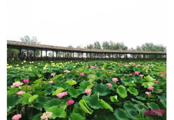 2019南京六合池杉湖荷花文化旅游节开幕 
