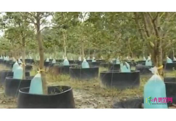 台州玉环：湿地公园树木集体“喝”上营养液